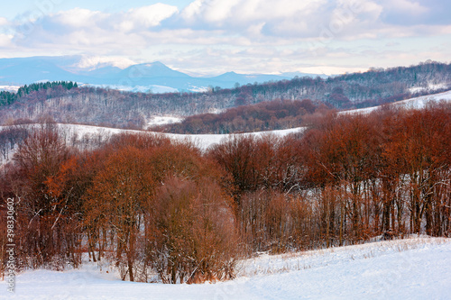 Wallpaper Mural forest on a snow covered hill. beautiful countryside landscape of carpathian mountains. winter scenery in dappled light Torontodigital.ca