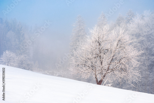 beech tree in mist on a snow covered hill. fairy tale winter mountain scenery. frosty weather on a sunny morning