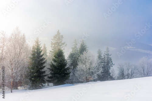 trees in mist on a snow covered hill. fairy tale winter mountain scenery. frosty weather on a sunny morning © Pellinni