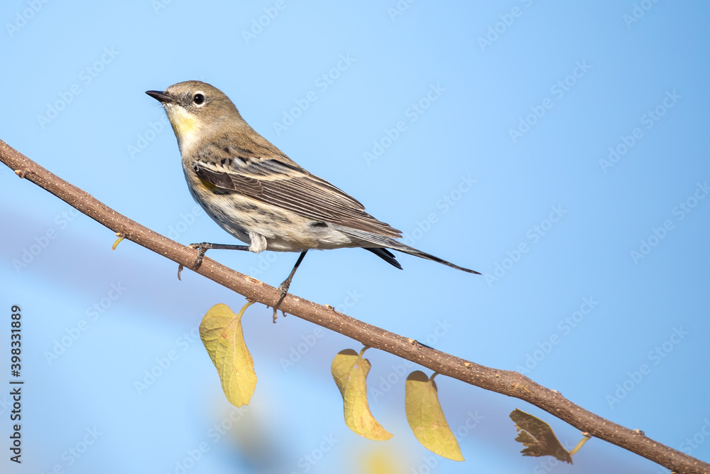 Fototapeta premium Yellow-rumped warbler