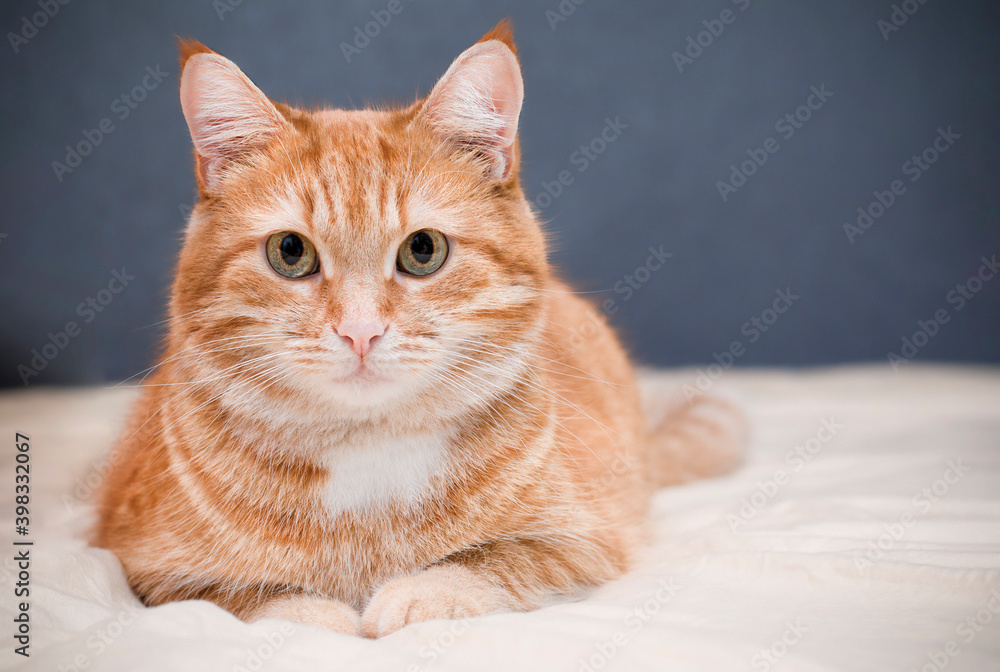 ginger cat lying on the bed looking at the camera ginger cat lying on the bed looking at the camera