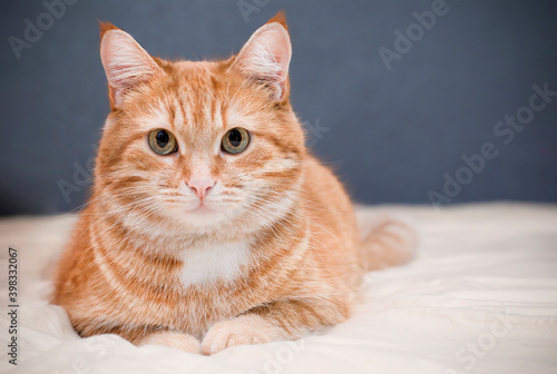 ginger cat lying on the bed looking at the camera