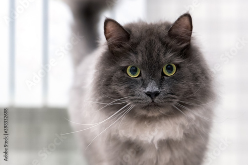 Front view of a rare Nebelung cat with green eyes looking into camera.