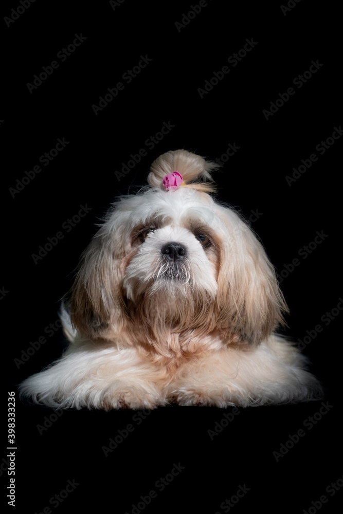 Shih tzu show class dog White portrait at studio on black background Shih tzu show class dog White portrait at studio on black background