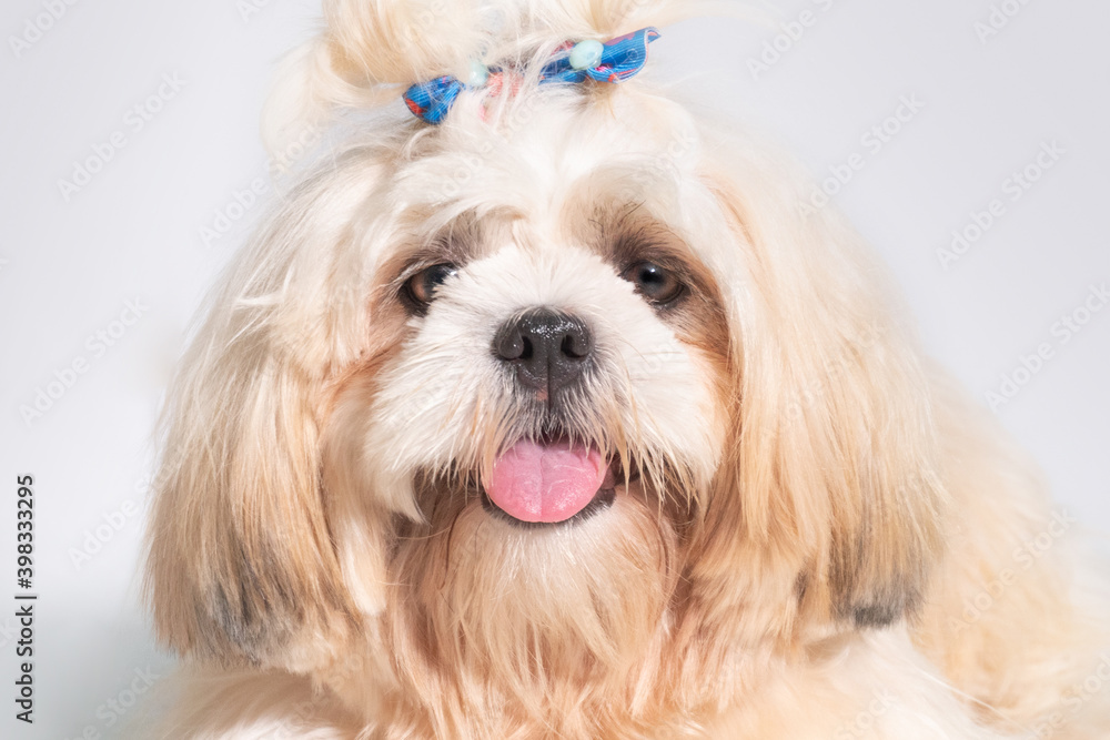 Shih tzu show class dog White portrait at studio on white background Shih tzu show class dog White portrait at studio on white background