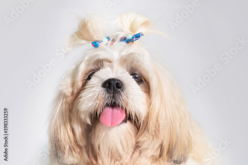 Shih tzu show class dog White portrait at studio on white background