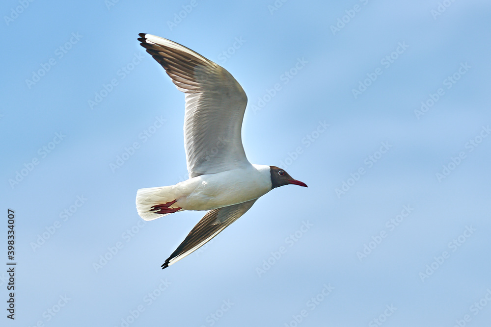 Fototapeta premium bird, seagull, sky, flight, seagull, flight, seagull in flight, close up, blue, sea, fly, nature, animal, wings, freedom, white, wing, wildlife, beak, air, summer, birds, feather, Wild, seagulls, bea