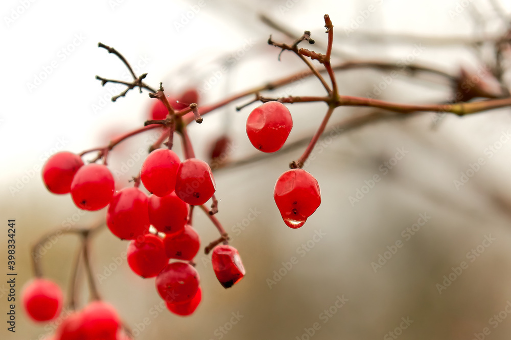 red, berries, berry, viburnum branch, ripe viburnum, close-up, nature, tree, autumn, plant, cherry, food, green, leaf, winter, garden, currant, bush, fall, ripe, rowan, viburnum, leaves, summer
red, berries, berry, viburnum branch, ripe viburnum, close-up, nature, tree, autumn, plant, cherry, food, green, leaf, winter, garden, currant, bush, fall, ripe, rowan, viburnum, leaves, summer