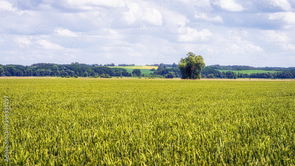 Vast agriculture field with green crops and grains with single large tree, forest and hills in distant background, Cedynia, Poland Vast agriculture field with green crops and grains with single large tree, forest and hills in distant background, Cedynia, Poland