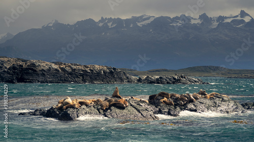 Photography small islet with sea lions in front of the city of Ushuaia Argentina