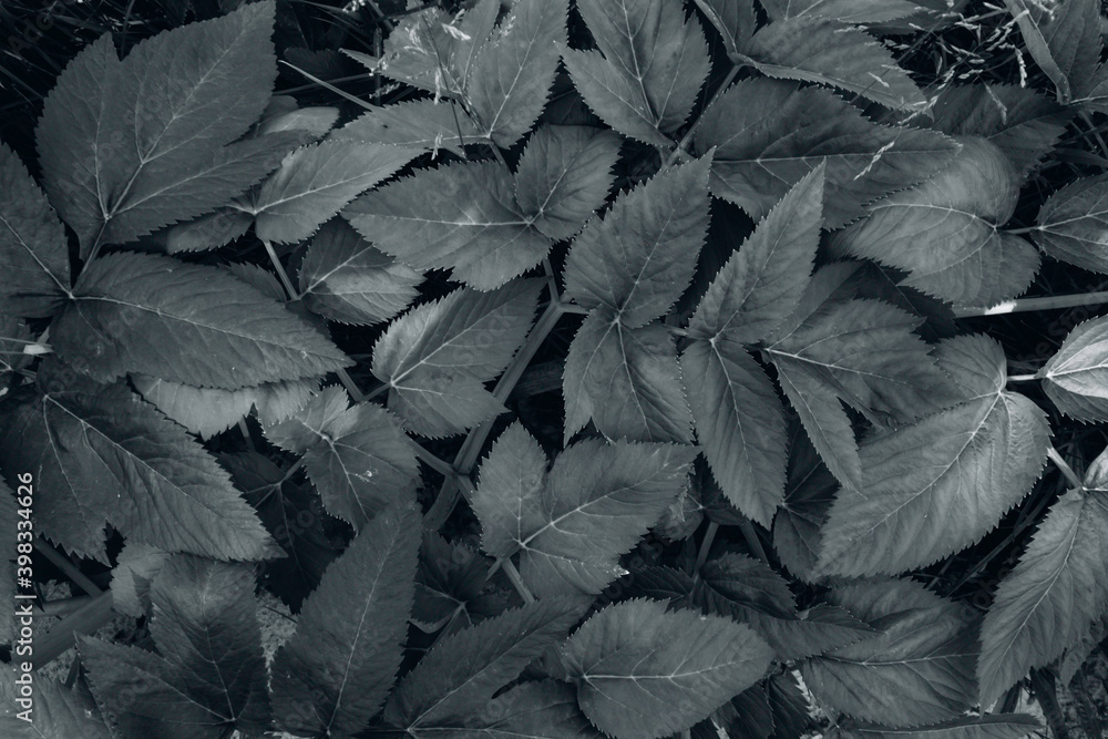 Ultimate Gray leaves toned in grey Ultimate Gray leaves toned in grey