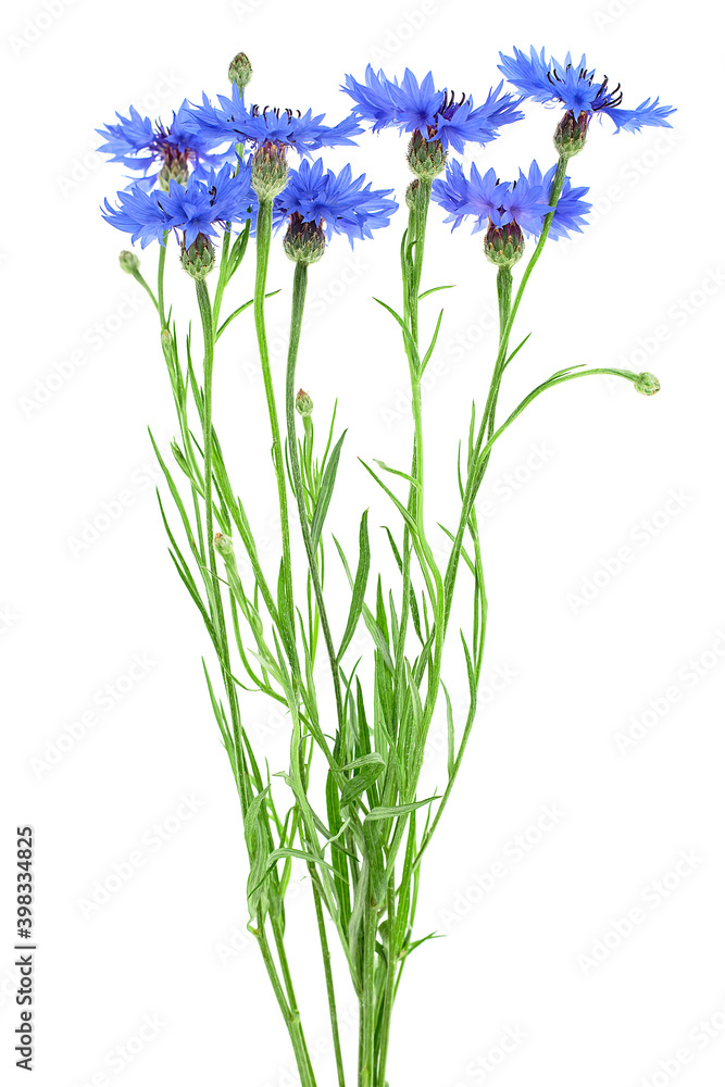 Bouquet of blue cornflowers isolated on a white background. Blue Cornflower Herb or bachelor button flower.