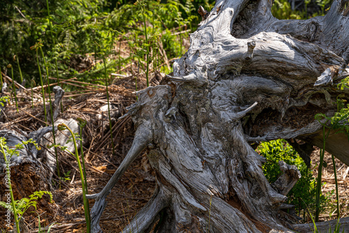 Foto Lothar Path is a forest experience and educational path in the Schliffkopf Natur