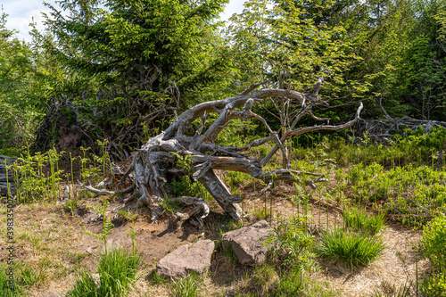 Fotografija Lothar Path is a forest experience and educational path in the Schliffkopf Natur