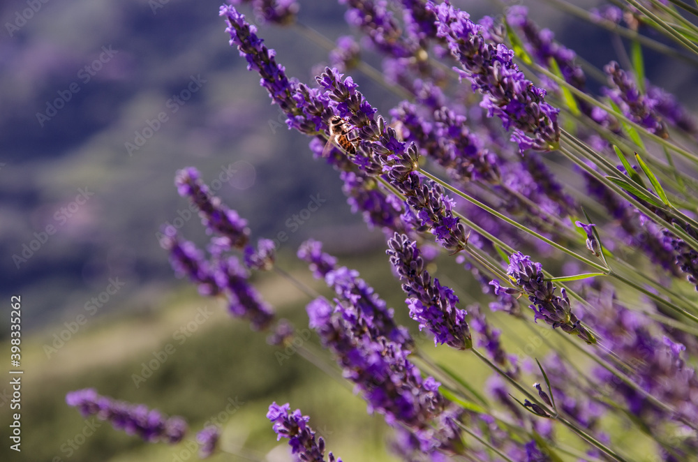Fototapeta premium Lavendel mit Biene