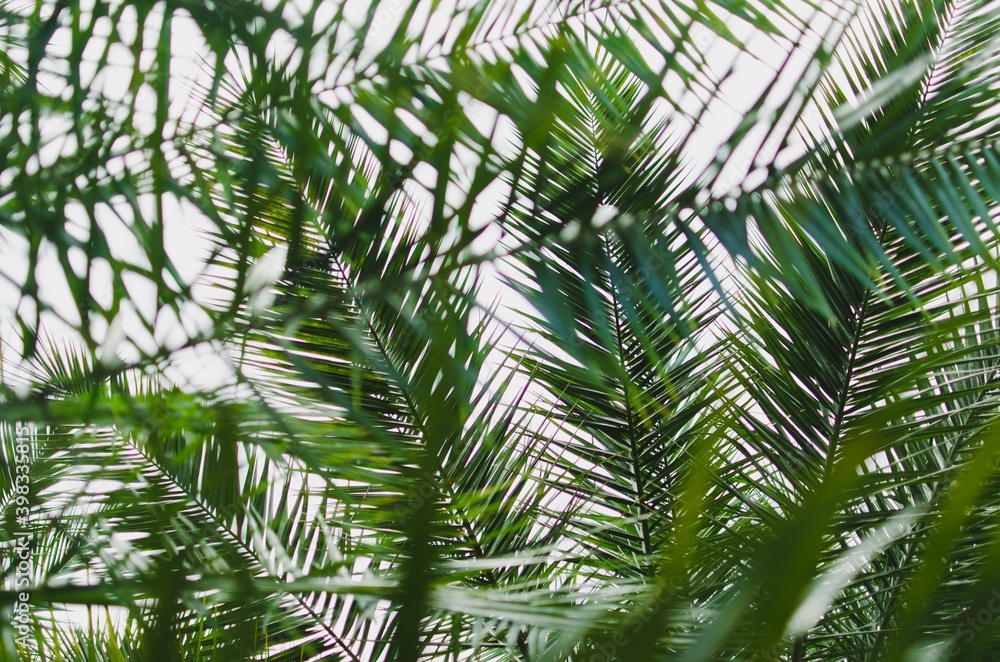 palm tree leaves palm tree leaves
