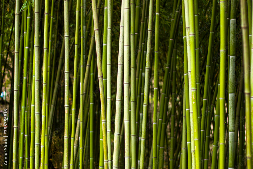 Wallpaper and background of nature, bamboo trees in garden. Stock Photo |  Adobe Stock