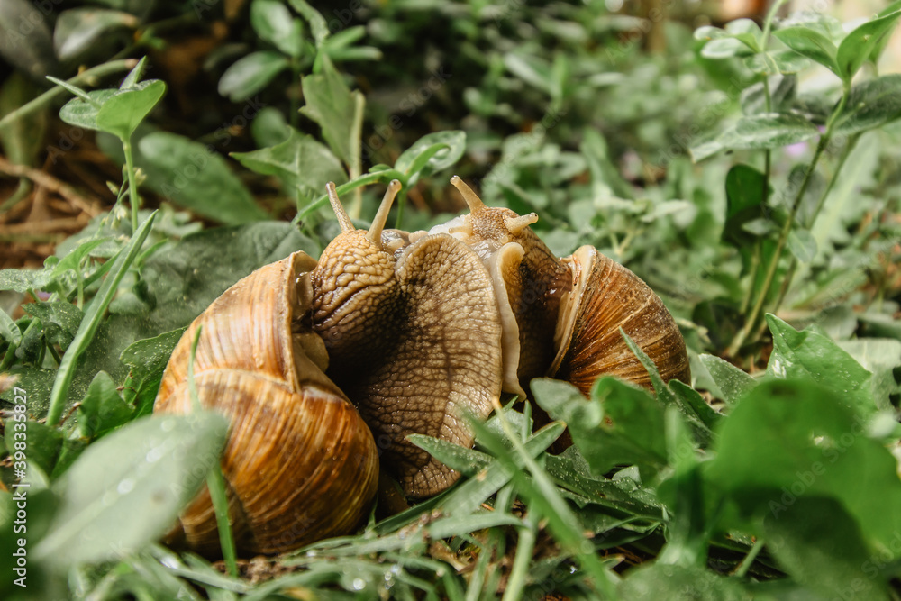 A pair of snails in the garden. Spring animal love. Snail with brown striped shell close-up gliding on green leaves. Breeding animals. Slow speed animals in the nature