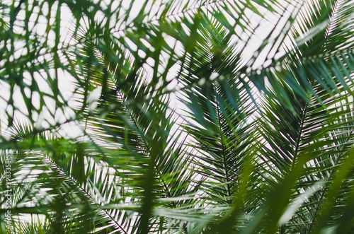 palm tree leaves