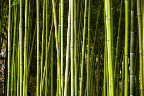 Fototapeta Naklejka Na Ścianę i Meble -  Wallpaper and background of nature, bamboo trees in garden.