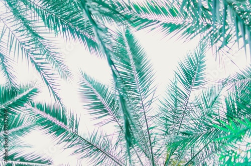 Isolated Palm Leaves