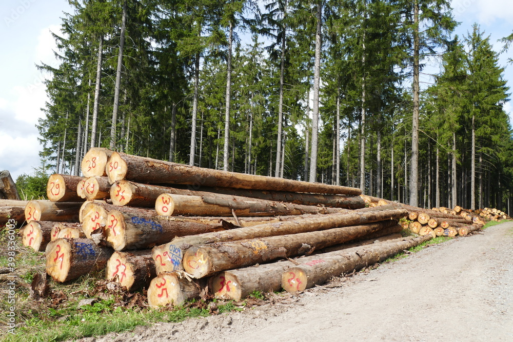 Large stacks of wood due to the forest dying in the Harz mountains, the still usable spruce trees are stored here until the wood industry is picked up - near Elbingerode, Harz mountains, Germany Large stacks of wood due to the forest dying in the Harz mountains, the still usable spruce trees are stored here until the wood industry is picked up - near Elbingerode, Harz mountains, Germany