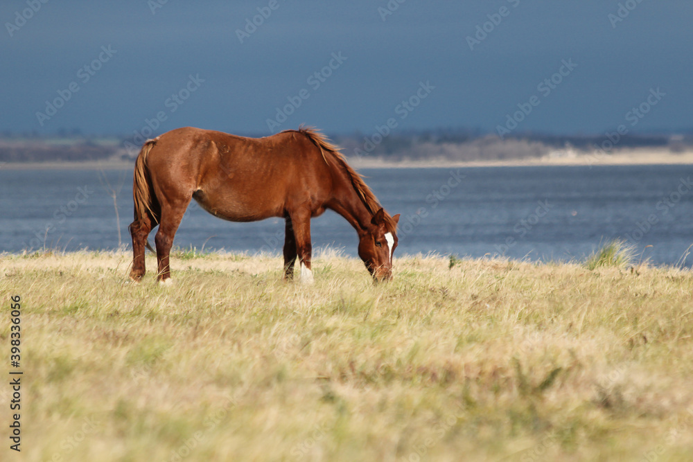 Fototapeta premium horse on the beach