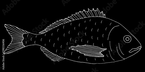 Dorado fish hand drawn. White contour of dorado on black background. Vector illustration.