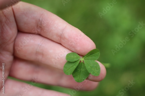 a 5 leaved clover in my hands