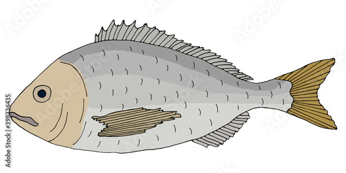 Color dorado fish hand drawn. Colorful dolphinfish isolated on white background. Vector illustration.