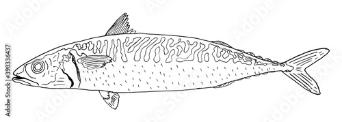 Mackerel fish hand drawn, outline. Isolated on white background. Vector illustration.