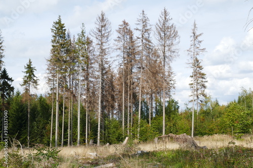 Catastrophic forest dying in Germany. Due to climate change caused drought  thinned forest with dead high spruce trees  which no longer have green but brown color - near Elbingerode  Harz  Germany