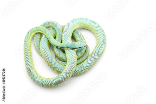 Photo Baron's green racer snake isolated on white background