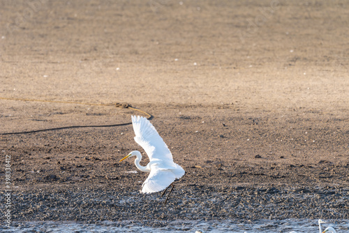 White Heron (Egret) on a pond in an early autumn morning near Zikhron Ya'akov, Israel.  photo