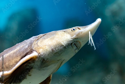 Bester fish. Acipenser ruthenus x Huso huso. close up. photo