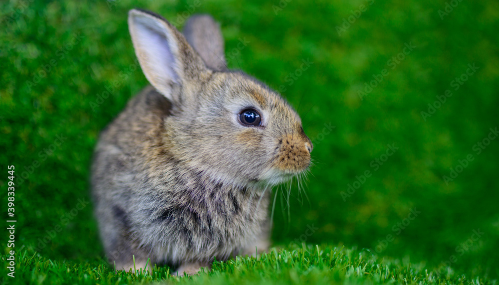Fototapeta premium Little rabbit on green grass