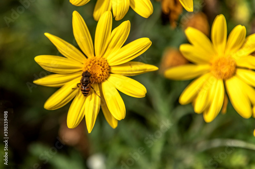 Fleur jaune avec une syrphe aux yeux ray  s  butinant