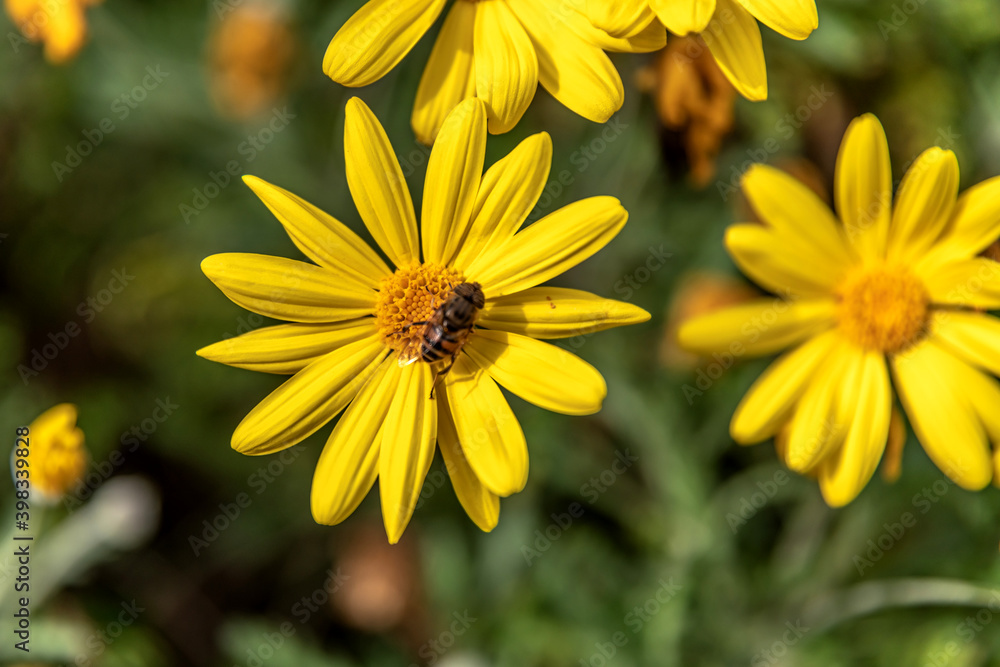 Fleur jaune avec une syrphe aux yeux rayés butinant Fleur jaune avec une syrphe aux yeux rayés butinant