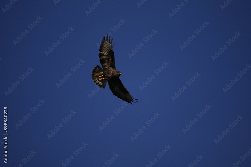 Obraz premium le maitre de l'air