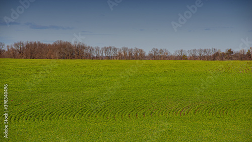 Rural landscape blue sky  green wheat field  deciduous forest.