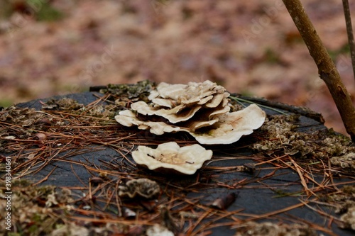 In early spring, just after the winter thaw, mushrooms begin to grow on a fallen tree deep in a forest.