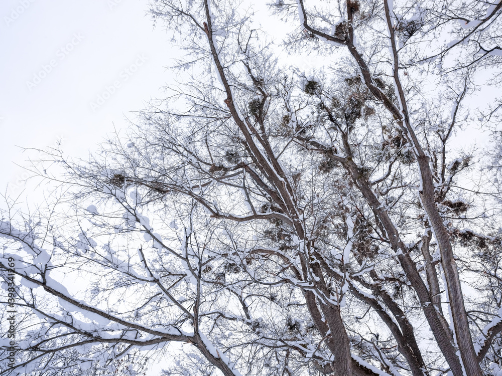 雪の積もった枝 雪の積もった枝