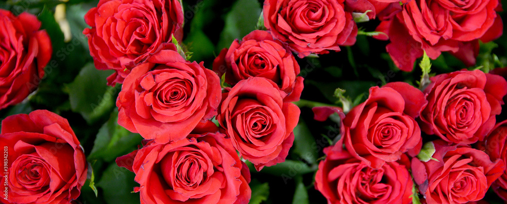 close up of red rose close up of red rose