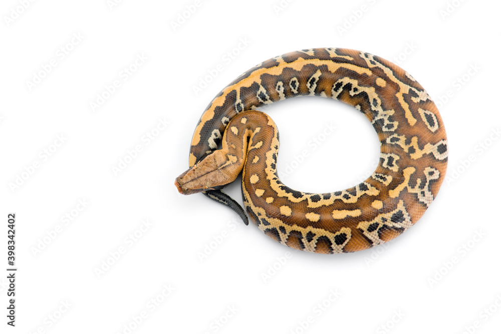 Sumatran Short Tail Python isolated on white background Sumatran Short Tail Python isolated on white background