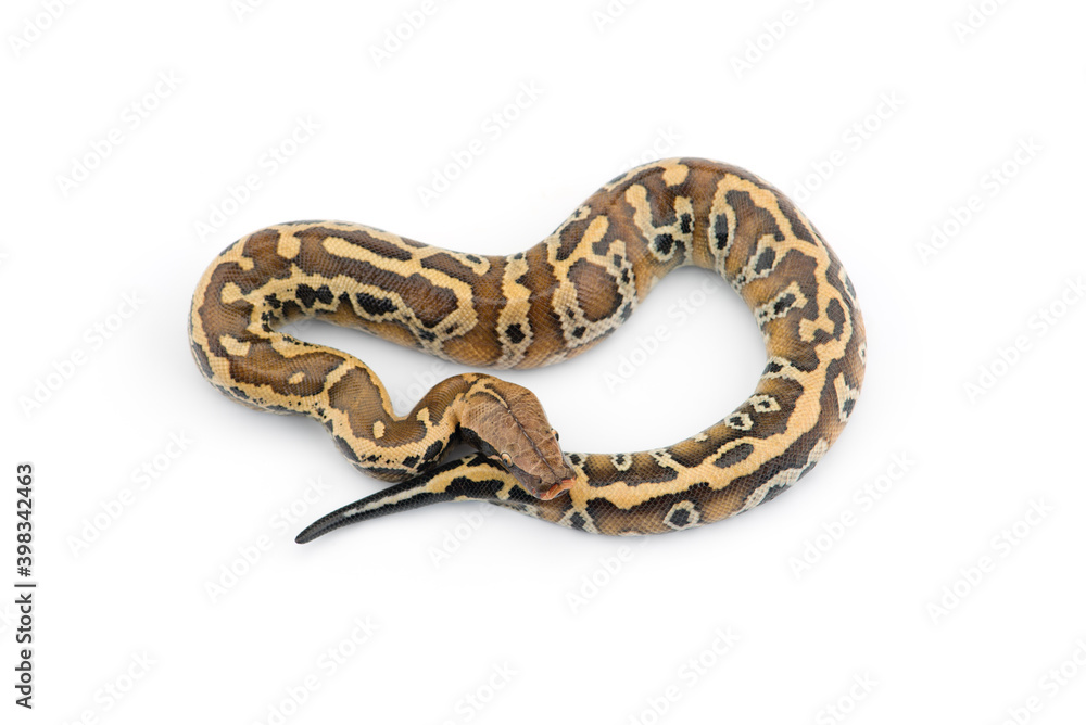 Obraz premium Sumatran Short Tail Python isolated on white background