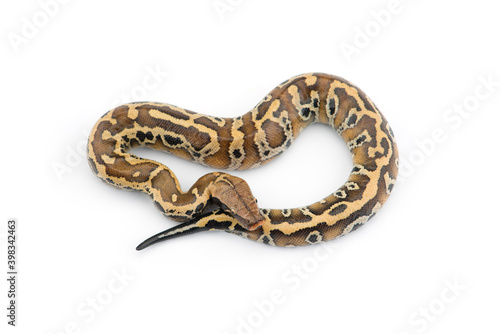 Sumatran Short Tail Python isolated on white background © Dmitry