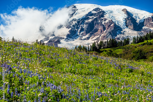 Mountain Rainier from the Skyline Trail, Paradise Valley, Mt Rainier National Park, Washington
