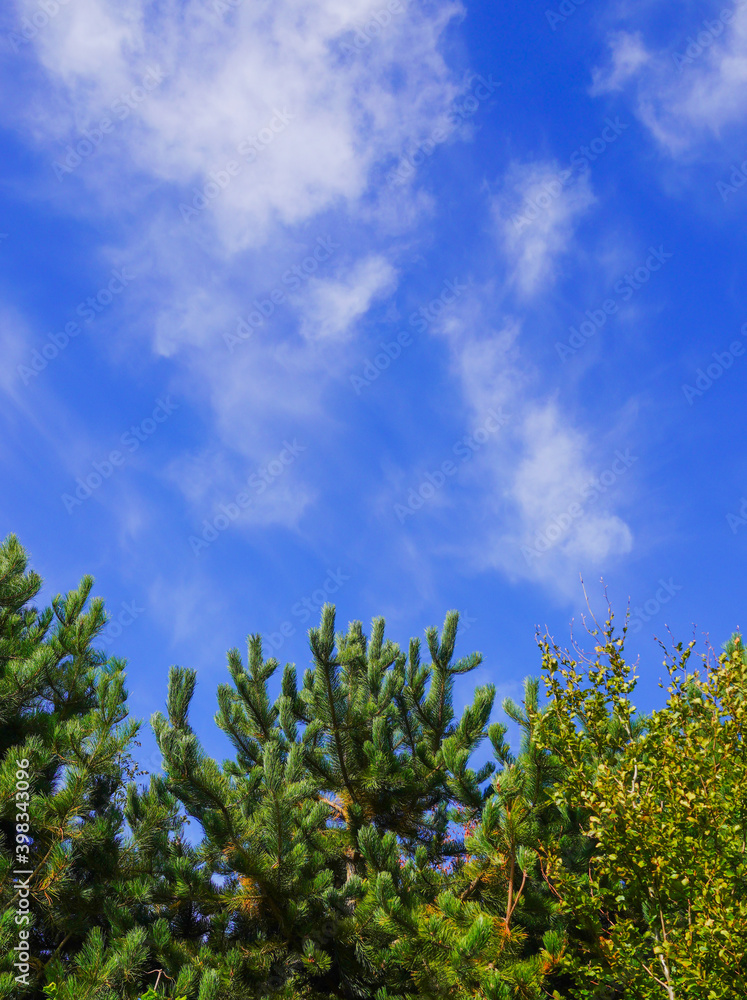 Obraz premium small fir tree against a deep blue sky with whispy white clouds 