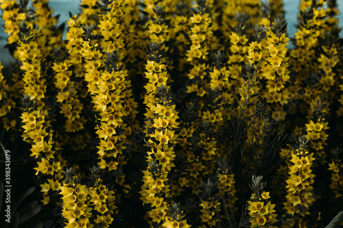 yellow flowers grow in the garden