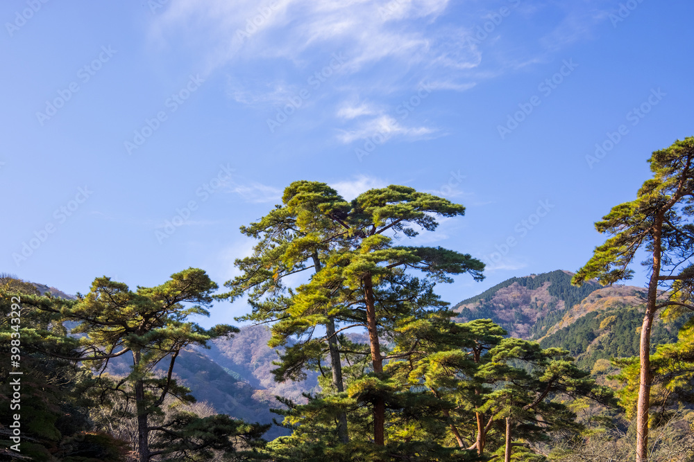 松の木と青空